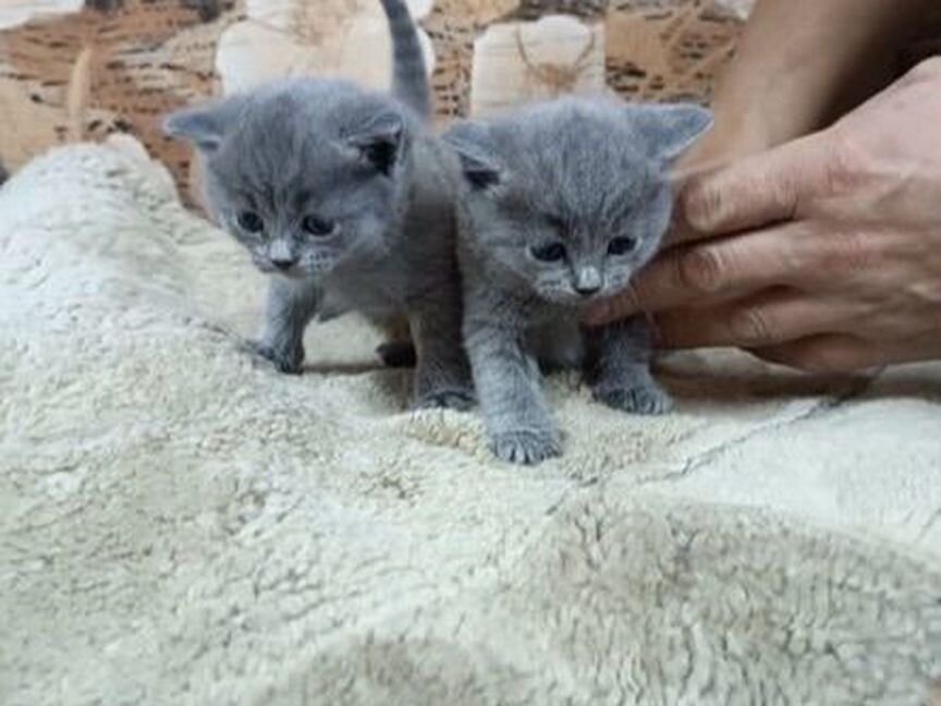 Котята в добрые руки бесплатно