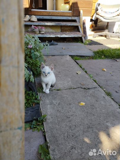 Котенок в добрые руки