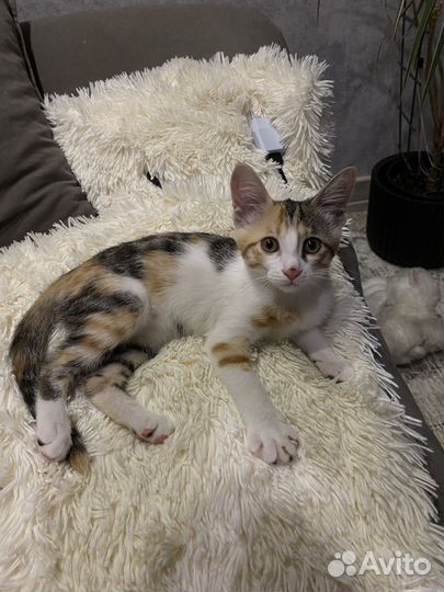 Трехцветная кошечка