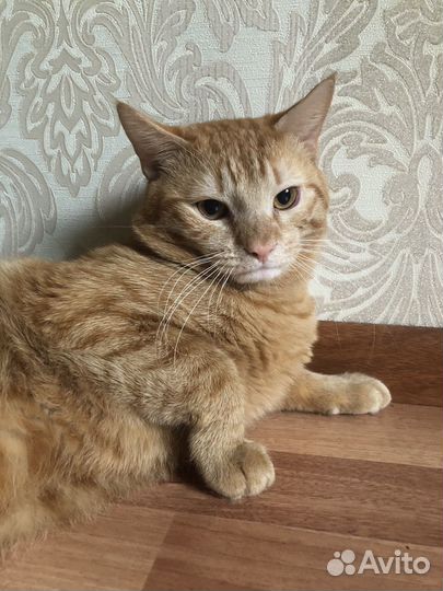 Кот в добрые руки