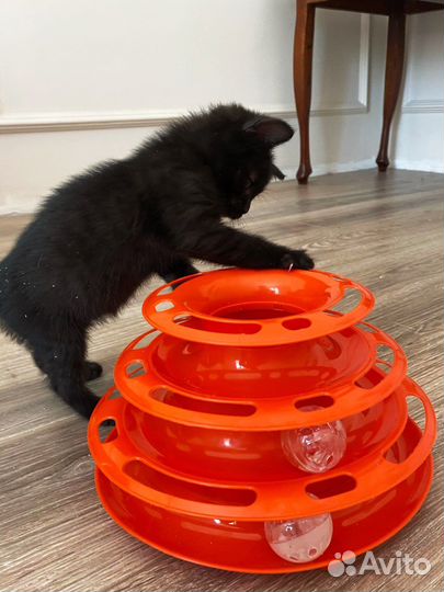 Обоятельная котёнок в поисках любящей семьи