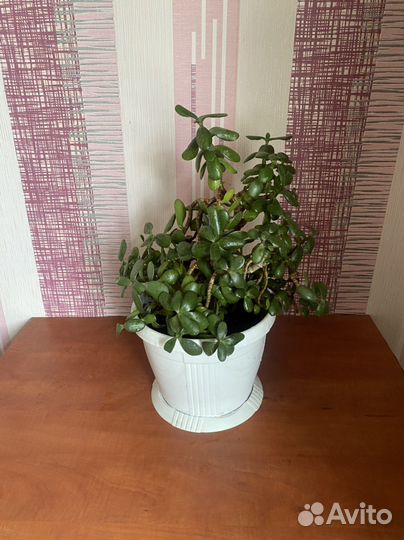 Толстянка (денежное дерево )