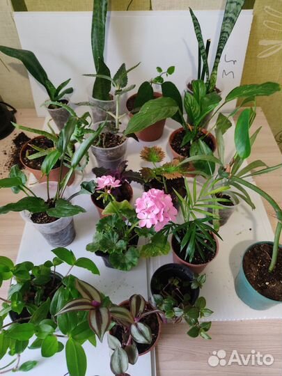 Комнатные растения, цветы