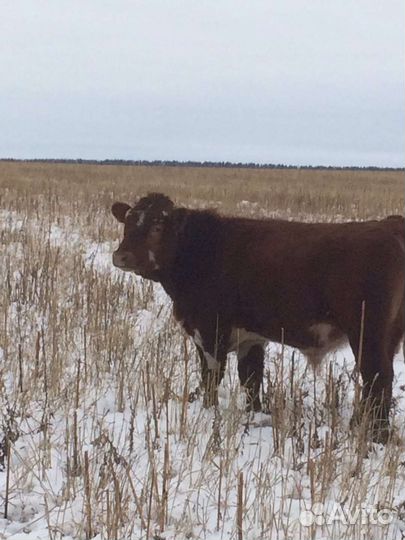 Мясо говядины деревенское(Телятина) и Баранина