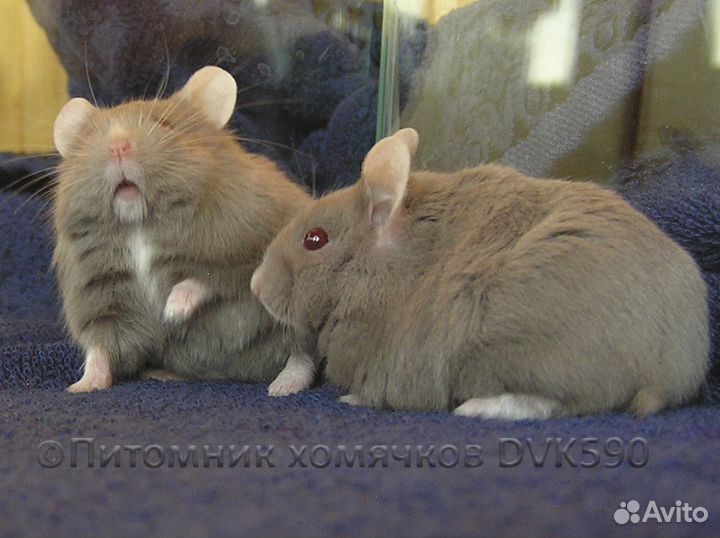 Хомячок с белым галстучком и носочками