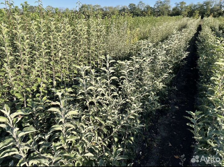 Саженцы Яблоня Черешня Груша