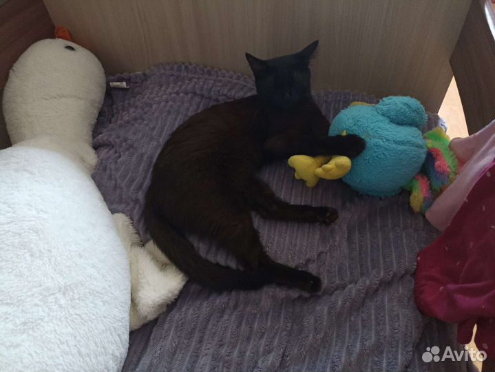 Отдадим кошечку