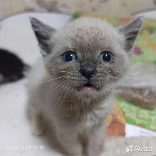 Котята отдам в добрые руки бесплатно