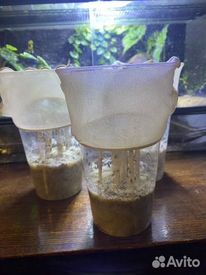 Муха дрозофила хидея и меланогастер