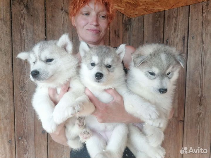 Щенки хаски