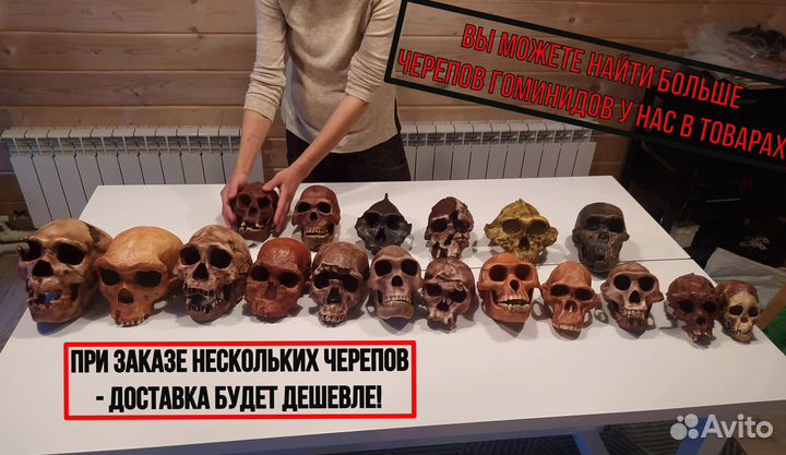 Анатомические модели черепов гоминидов