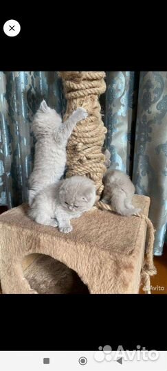 Шотландская вислоухая кошка, отдам