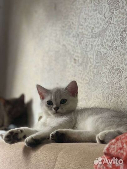 Котята шотландской шиншиллы