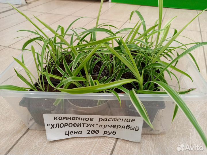 Хлорофитум кудрявый