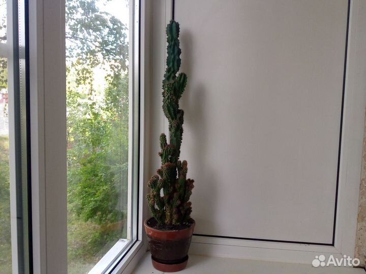 Кактусы и суккуленты