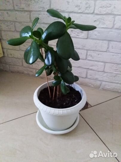 Денежный цветок