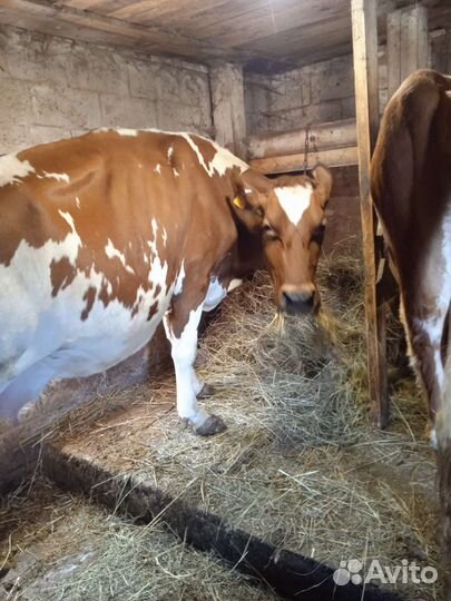 Телка- нетель