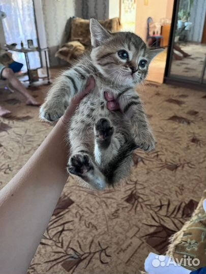 Котики в добрые руки