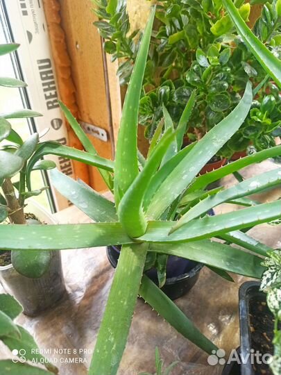 Рассада,цветы