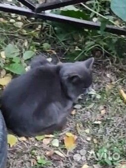 Кошечка в добрые руки Дымка