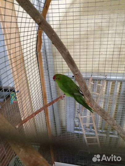 Попугаи какарики