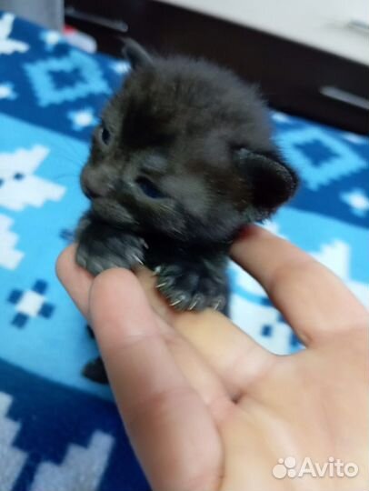 Донской сфинкс котята