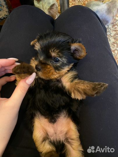 Йоркширский терьер