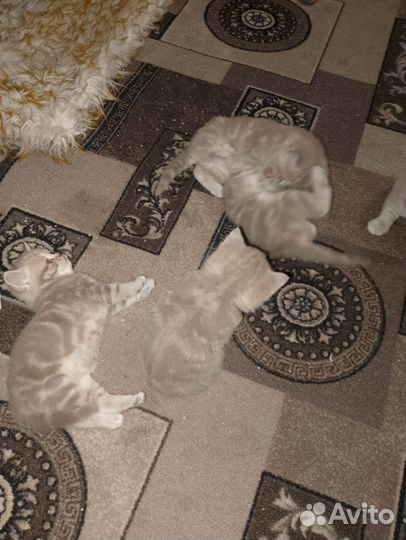 Шотландские котята