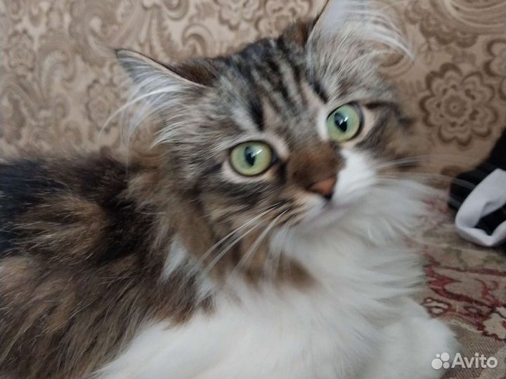 Отдам в добрые руки