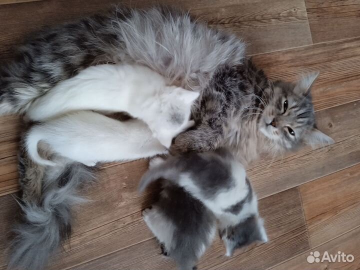 Котята в добрые руки
