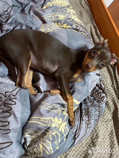 Той-терьер девочка