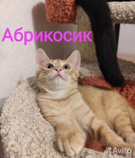 Котенок Абрикосик, 4 месяца, мальчик