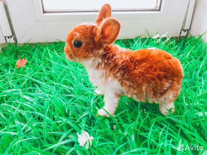 Мини карликовый кролик