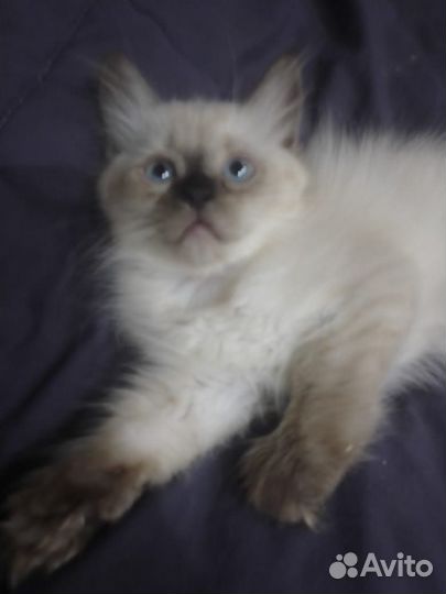 Котята