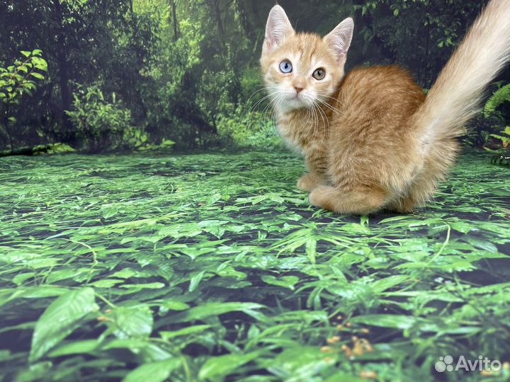 Красивый котик