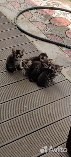 Вислоухие котята в добрые руки