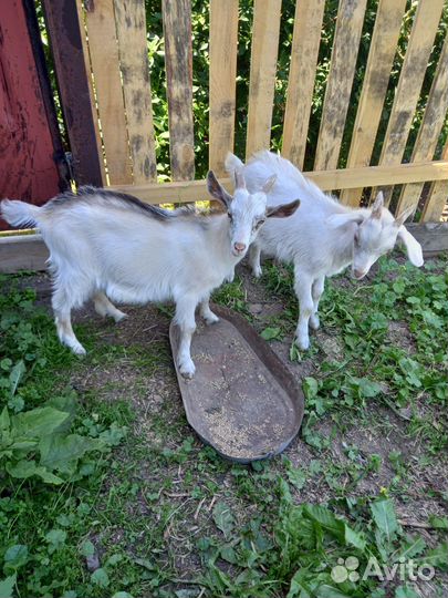 Коза дойная молочная,козёл, козлята