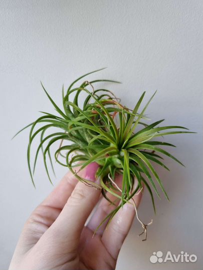 Tillandsia ionantha
