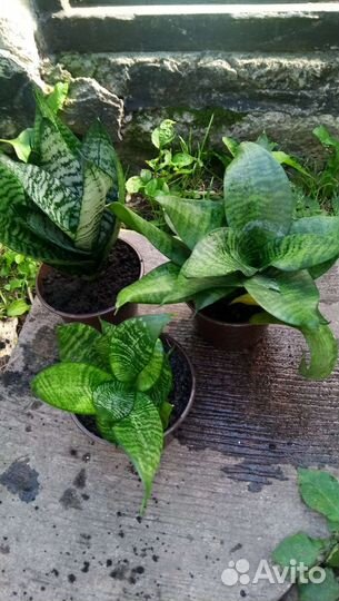 Комнатное растение-Сансевиерия