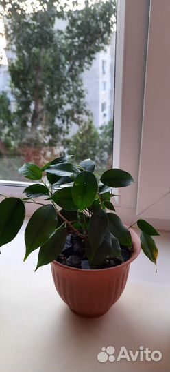 Фикус Бенджамина и др. цветы