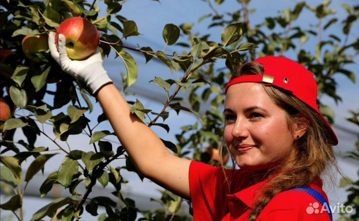 Сборщик яблок с проживанием