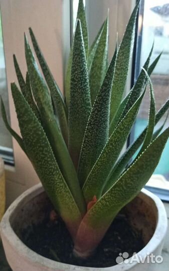 Хавортия, кактус, аспарагус, фикус