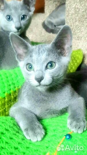 Мальчик русской голубой