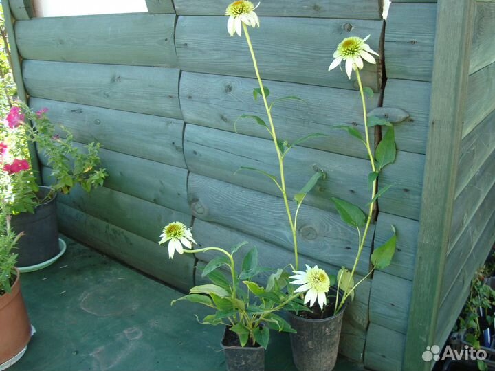 Продам многолетники