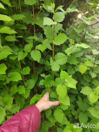 Жасмин чубушник саженцы