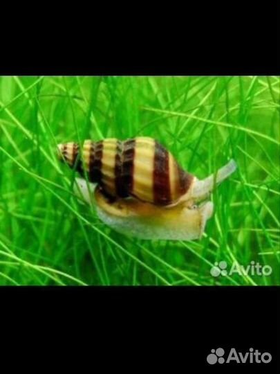 Улитка хелена