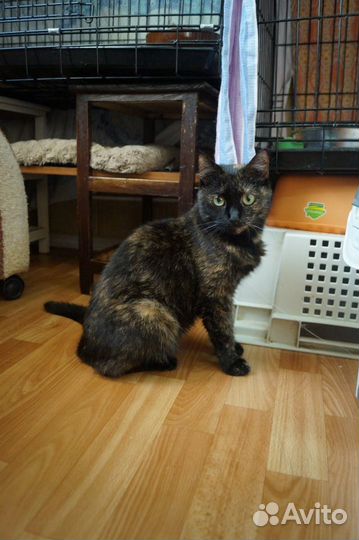 Мишель ищет дом