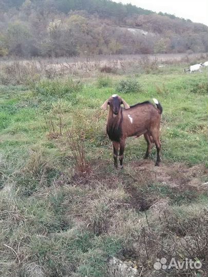 Племенной козел и кастрирован ный козлик