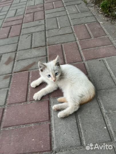 Котик в добрые руки