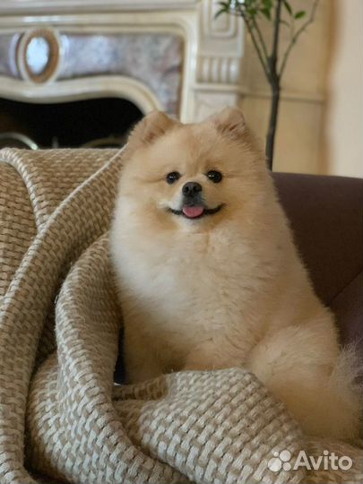 Немецкий малый Шпиц мальчик вязка случка